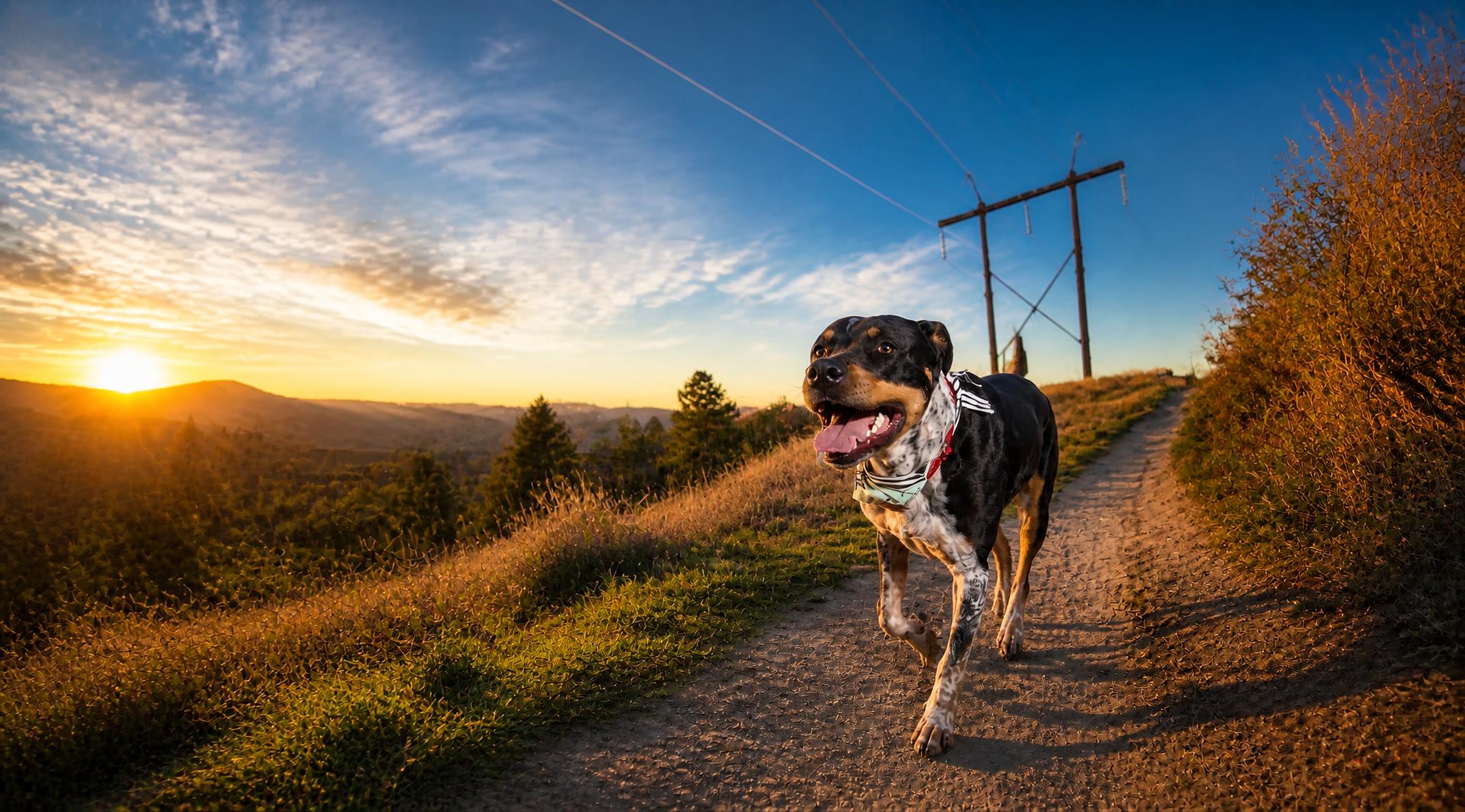 From Boise Walks to Trail Runs: Finding the Right Dog Fitness Routine